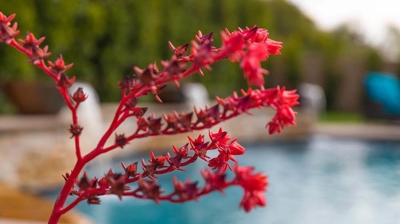 A red plant in the foreground with a swimming pool in the background. Photo