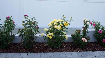 A row of flower bushes next to a home. Photo