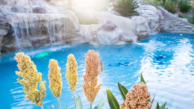 Custom freeform pool with landscaping detail Photo