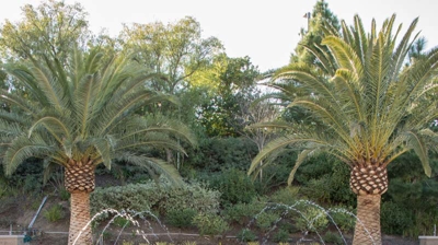 Backyard pool with water features Photo