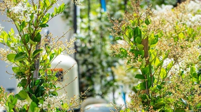 Landscaping and greenery Photo