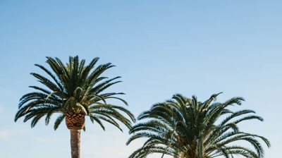 palm trees and a city view Photo